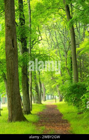 Kontinentale Lane Trail, Washington Crossing Historic Park, New Jersey Stockfoto