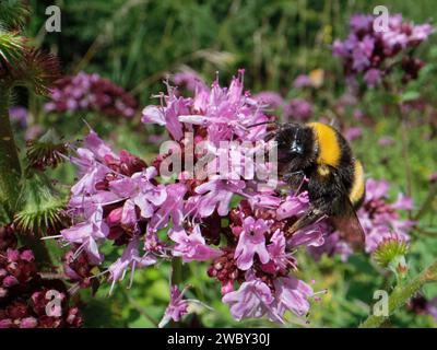 Hummel (Bombus terrestris), die auf einem Wildmarjoram (Origanum vulgare) auf einer Kreidegraswiese, Wiltshire, Großbritannien, im Juli. Stockfoto