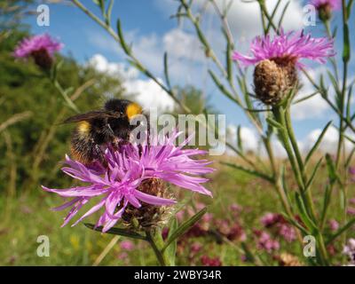 Frühe Hummel (Bombus pratorum), die auf einem größeren Knabenkraut (Centaurea scabiosa) auf einer Kreidegraswiese, Wiltshire, Großbritannien, im Juli ernennt. Stockfoto