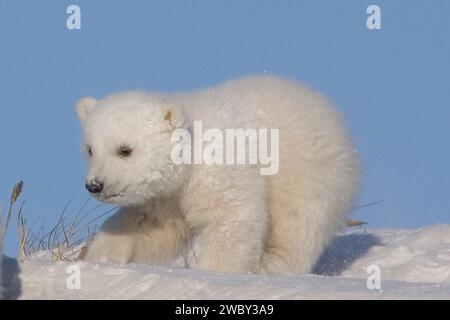 Der Eisbär Ursus maritimus, das neugeborene frühlingskoy-Jungtier, entstand neu aus seiner Höhle, der Mündung des Canning River entlang der arktischen Küste im östlichen ANWR Stockfoto