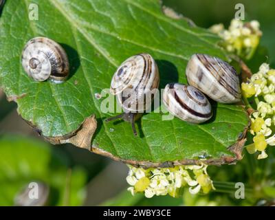 Italienische weiße Sandschnecken (Theba pisana), invasiv im Vereinigten Königreich, auf der Suche nach Alexanders (Smyrnium olusatrum) Blätter an einem Küstenpfad, Cornwall. Stockfoto