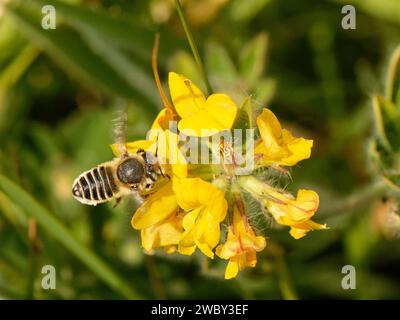 Silbrige Blattschneider-Biene (Megachile leachella), die von den Blüten des Lotus pedunculatus auf Nektar schwebt, Cornwall, Großbritannien, Juni. Stockfoto