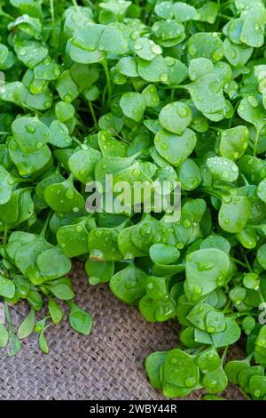 Frühe Blätter von Bergmannsalat (Claytonia perfoliata) oder Winterpurslane, ein nahrhaftes, einjähriges Grün, das in Nordamerika beheimatet ist. Stockfoto