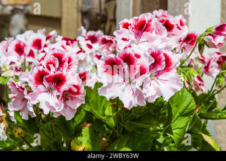 Schöne blassrosa, weiße und rosarote Blütenblätter der ornamentalen Elegance Crystal Rose Geranium (Pelargonium 'Elegance Crystal Rose'). Stockfoto