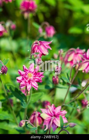 Zarte, doppelt rosa Blüten der Columbine Clementine Rose (Aquilegia vulgaris) auf einer Frühlingswiese, eine gute Pflanze, um Bestäuber anzulocken. Stockfoto