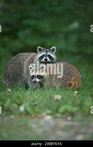 Mon und ihr junger Waschbär auf einer Wiese Stockfoto