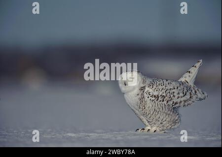 Schneeeule im Winter, die jagt Stockfoto