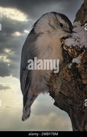 Weißbrust Nuthatch steht kopfüber auf einem Baumstamm Stockfoto