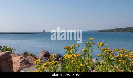 Gelbe Tansy-Blüten an der Nordküste des Lake Superior, mit dem Two Harbors Light House am Ende des Betonbruchs, auf einer wunderschönen Sonne Stockfoto