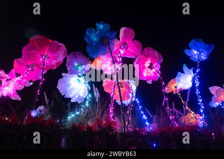 CHIANG Mai, THAILAND - 1. JANUAR 2024 : Blick auf den Blumengarten während des Neujahrsfestes beim bezaubernden Chiang Mai Blumenfest 2024, Thailan Stockfoto