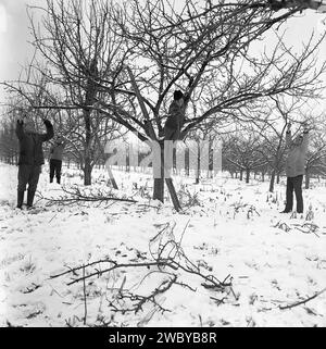 Prahova County, Rumänien, ca. 1980. Männer schneiden Obstbäume in einem Obstgarten nach einem Schneesturm. Stockfoto