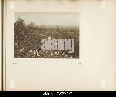 Seite 105 des Fotobuchs der Allgemeinen Vereinigung der Gummipflanzer Oostkust van Sumatra (A.V.R.O.S.), ca. 1924 - ca. 1925 Foto-Buchseite mit einem Foto von Teepflückern, die auf den riesigen Feldern von Sumatra (Niederländisch-Indisches Land Syndicate) arbeiten. Teil eines Fotoalbums der General Association of Rubber Planters ter Oostkust van Sumatra (A.V.R.O.S.). Sumatraprinter: Niederländisch-Indien, die Zeitung. Erzeugnisse, die nicht aus Früchten stammen, für den fotografischen Druck von Pflanzen oder Bäumen: Kautschuk. Plantage. Tee (Blätter). Ernte, Ernte, Mähen  Ernte Sumatra Stockfoto