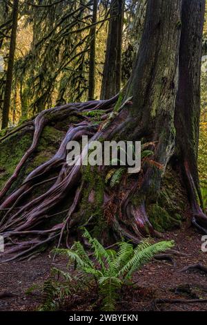 WA23931-00...WASHINGTON - großer Western Red Cedar Tree, der auf einem großen Felsbrocken wächst und sich bis zum Boden darunter erstreckt. Stockfoto