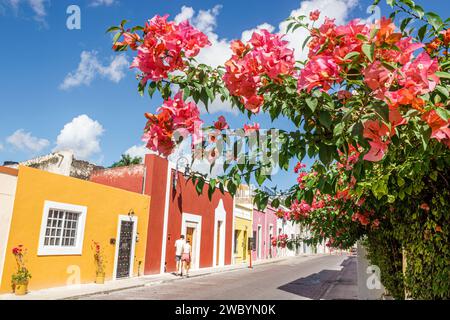 Merida Mexico, Centro Historico Central Historico Central Historico, Calle 64A, Residenzwohnungen, Erhaltung, Architektur, farbenfrohe, blühende bougainville Stockfoto