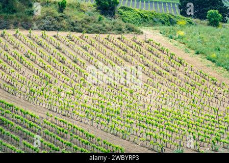 Landwirtschaftliche Felder in der Region Trapani - Sizilien - Italien Stockfoto