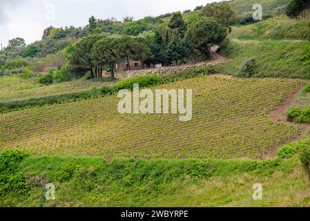 Landwirtschaftliche Felder in der Region Trapani - Sizilien - Italien Stockfoto