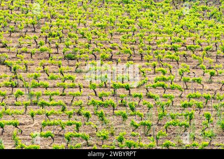 Landwirtschaftliche Felder in der Region Trapani - Sizilien - Italien Stockfoto