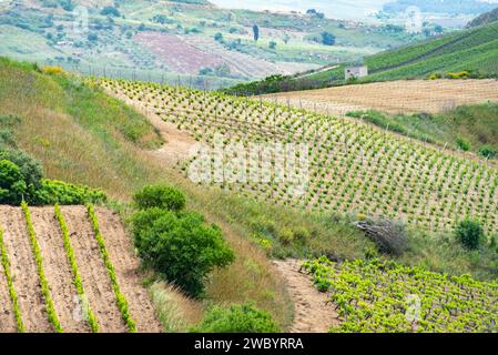 Landwirtschaftliche Felder in der Region Trapani - Sizilien - Italien Stockfoto