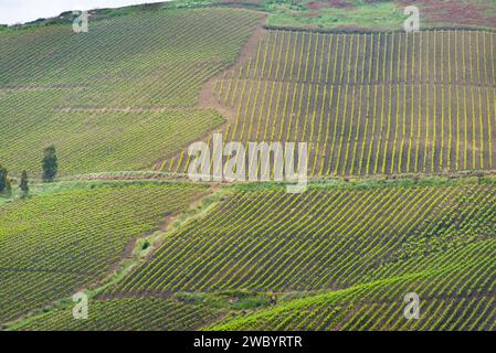 Landwirtschaftliche Felder in der Region Trapani - Sizilien - Italien Stockfoto