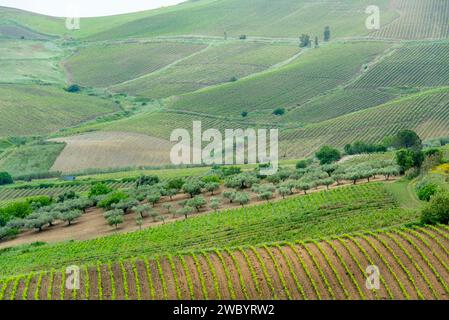 Landwirtschaftliche Felder in der Region Trapani - Sizilien - Italien Stockfoto