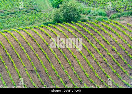 Landwirtschaftliche Felder in der Region Trapani - Sizilien - Italien Stockfoto