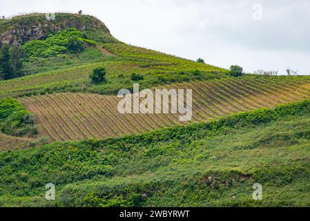 Landwirtschaftliche Felder in der Region Trapani - Sizilien - Italien Stockfoto