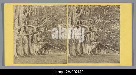 Bäume entlang der DHU Loch Avenue in Inveraray, George Washington Wilson, ca. 1850 - ca. 1880 Stereogramm Inveraray Karton. Fotounterstützung Albumendruck Waldweg oder Lane Inveraray Stockfoto
