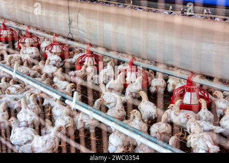 Industrieller Hühnerbetrieb, Hennen, weiß, Fleischproduktion Stockfoto