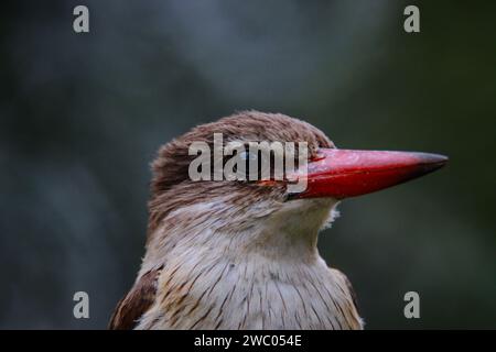 Eine Nahaufnahme des Kopfes eines Eisvogels mit brauner Kapuze in Pretoria, Südafrika Stockfoto