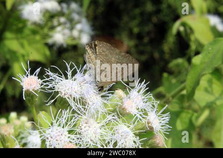 Schmetterling auf Blume. Stockfoto