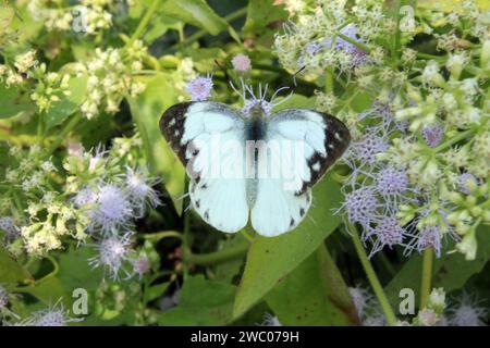 Schmetterling auf Blume. Stockfoto