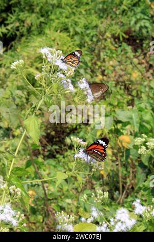 Schmetterling auf Blume. Stockfoto