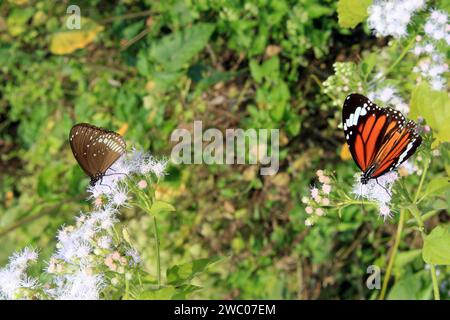 Schmetterling auf Blume. Stockfoto