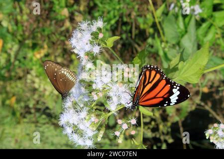 Schmetterling auf Blume. Stockfoto