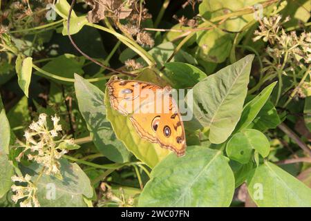 Schmetterling auf Blume. Stockfoto