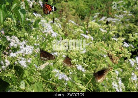 Schmetterling auf Blume. Stockfoto