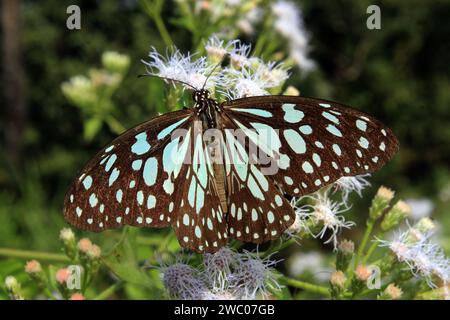 Tirumala Limniace oder der blaue Tigerfalter. Indien Stockfoto