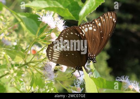 Schmetterling auf Blume. Stockfoto