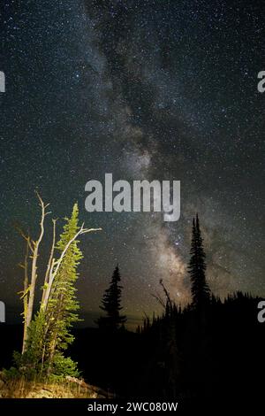 Milchstraße und subalpiner Tannenstamm in der Gospel-Hump Wilderness in Zentral-Idaho Stockfoto