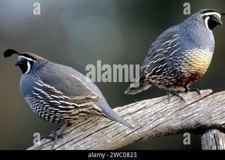 Zwei männliche Erwachsene kalifornische Wachteln auf einem alten Wagenrad Stockfoto