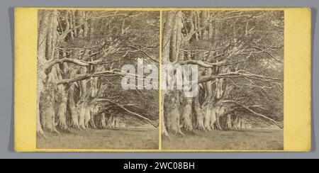 Bäume entlang der DHU Loch Avenue in Inveraray, George Washington Wilson, ca. 1850 - ca. 1880 Stereogramm Inveraray Karton. Fotounterstützung Albumendruck Waldweg oder Lane Inveraray Stockfoto