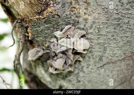 Jelly Ohr oder Judas-Ohrpilz (Auricularia auricula-judae), der auf einem Baumstamm wächst : (Pixel Sanjiv Shukla) Stockfoto