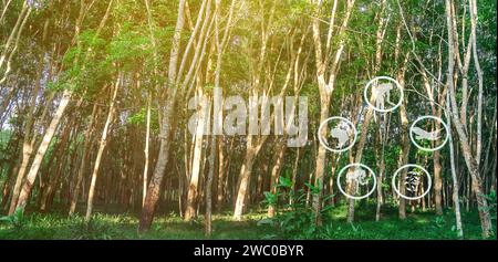 Tourismusressourcen und landwirtschaftliches Lernen, Kautschukplantagen-Landwirtschaft, Lernen über Kautschukanbaugebiete, Zugang zu Kautschukbauern Gemeinschaften, Pano Stockfoto