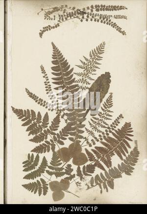 Collage von Farnen, vermutlich aus den Alpen, Anonym, ca. 1860 - ca. 1890 Teil von Reisalbum mit Fotos der Schweiz, Österreichs, Italiens und Deutschlands. Papier. Collage getrocknete Blüten (+ Pflanzenteile) Stockfoto