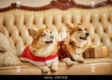 Zwei süße rot-weiße waliser Corgi pembroke in Silvesterkleidung auf dem Sofa mit Geschenkboxen Stockfoto