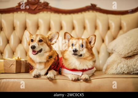 Zwei süße rot-weiße waliser Corgi pembroke in Silvesterkleidung auf dem Sofa mit Geschenkboxen Stockfoto