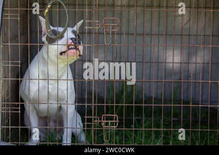 Ein Boxbullen-Terrierhund sitzt in einem Gehege und kaut auf einem Käfig. Stockfoto