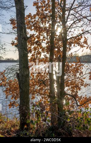 Die Sonne geht durch die Bäume Stockfoto