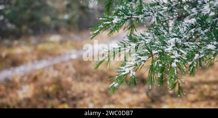 Nahaufnahme eines mit Schnee bedeckten Nadelbaumzweigs vor dem Hintergrund einer Rodung mit trockenem Gras, Werbekampagnen-Konzeptbanner oder Pro Stockfoto