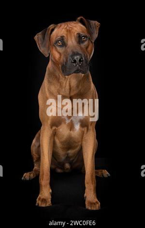 Rhodesian ridgeback-Hund sitzt auf einer schwarzen Couch auf schwarzem Hintergrund Stockfoto